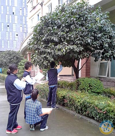 MYP YEAR 3 樹木探究活動