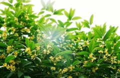  【新學期·煥新】國際部中文課：用你的眼睛看世界 